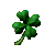 Clover of Fortune Clover of Fortune